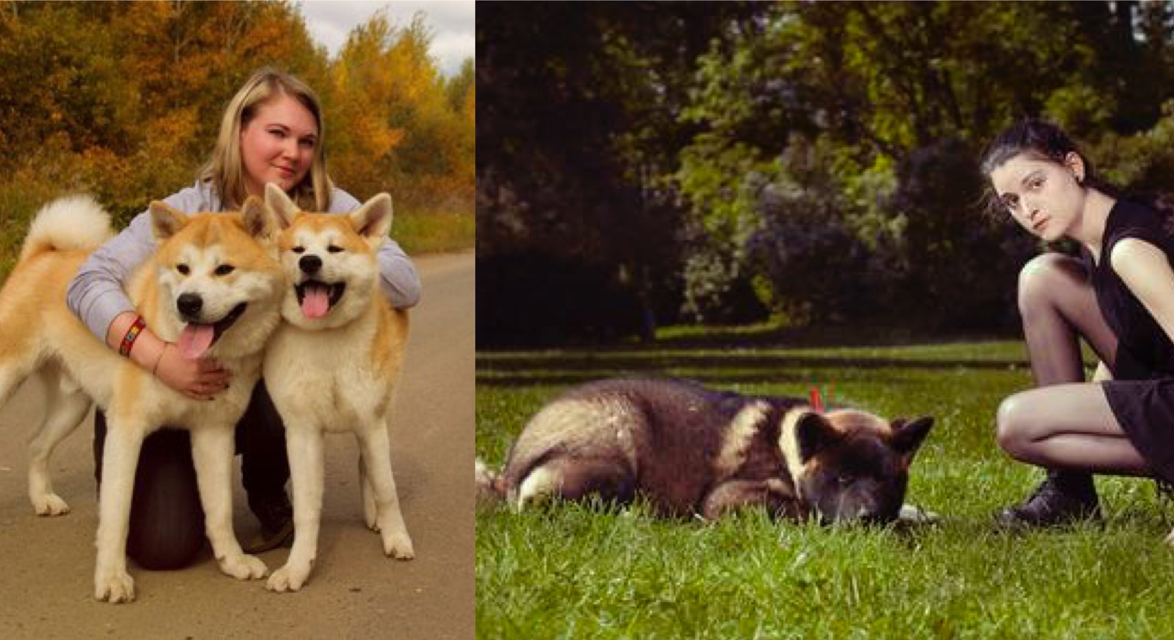 12 Ways Your Akitas Demonstrate Just How Much They Care About You