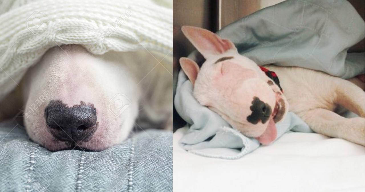 Does Your Bull Terrier Sleep In Bed With You? We Show You ...