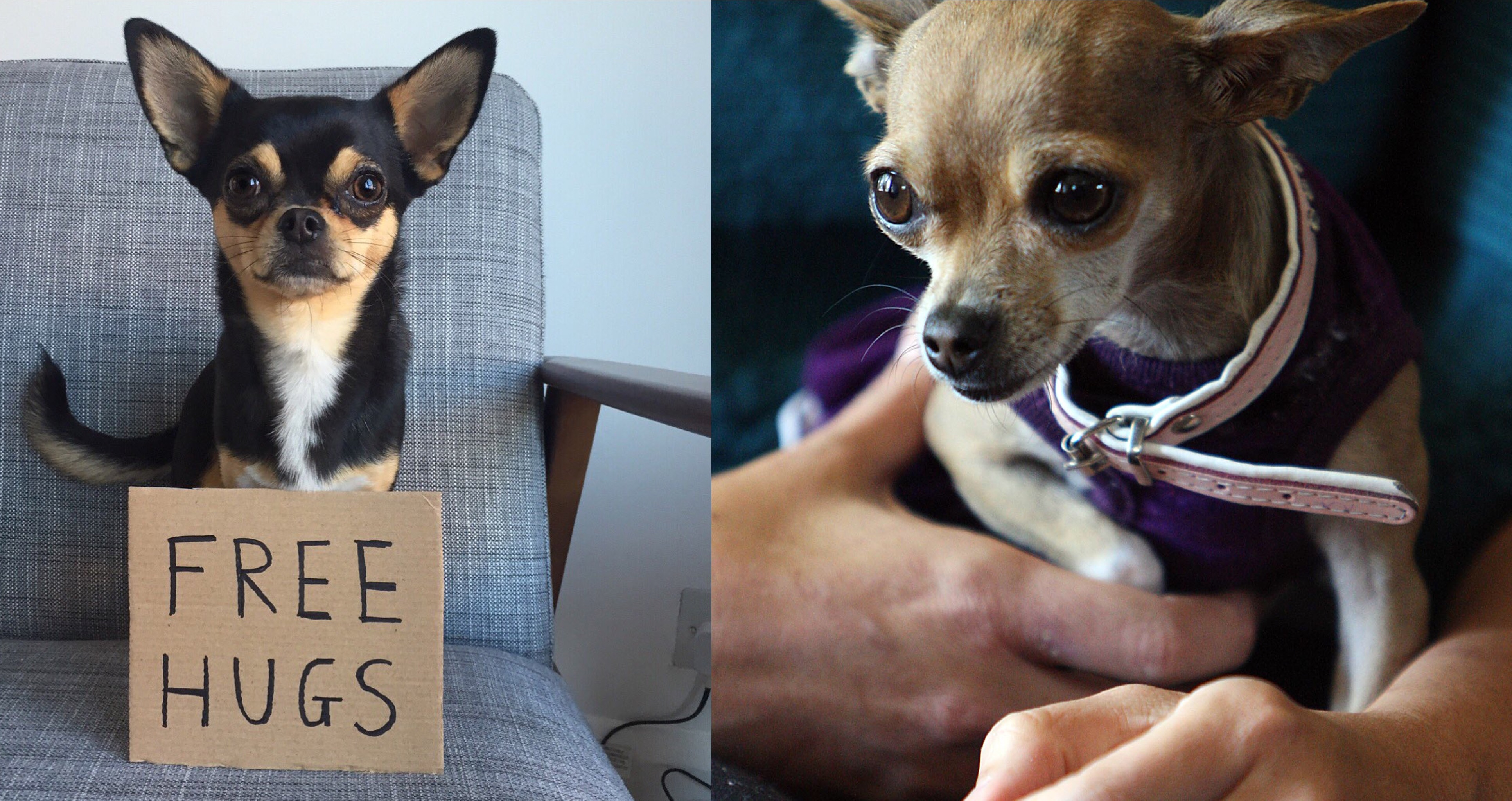 12 Amazing Signs That Show You Need a Chihuahua Way More