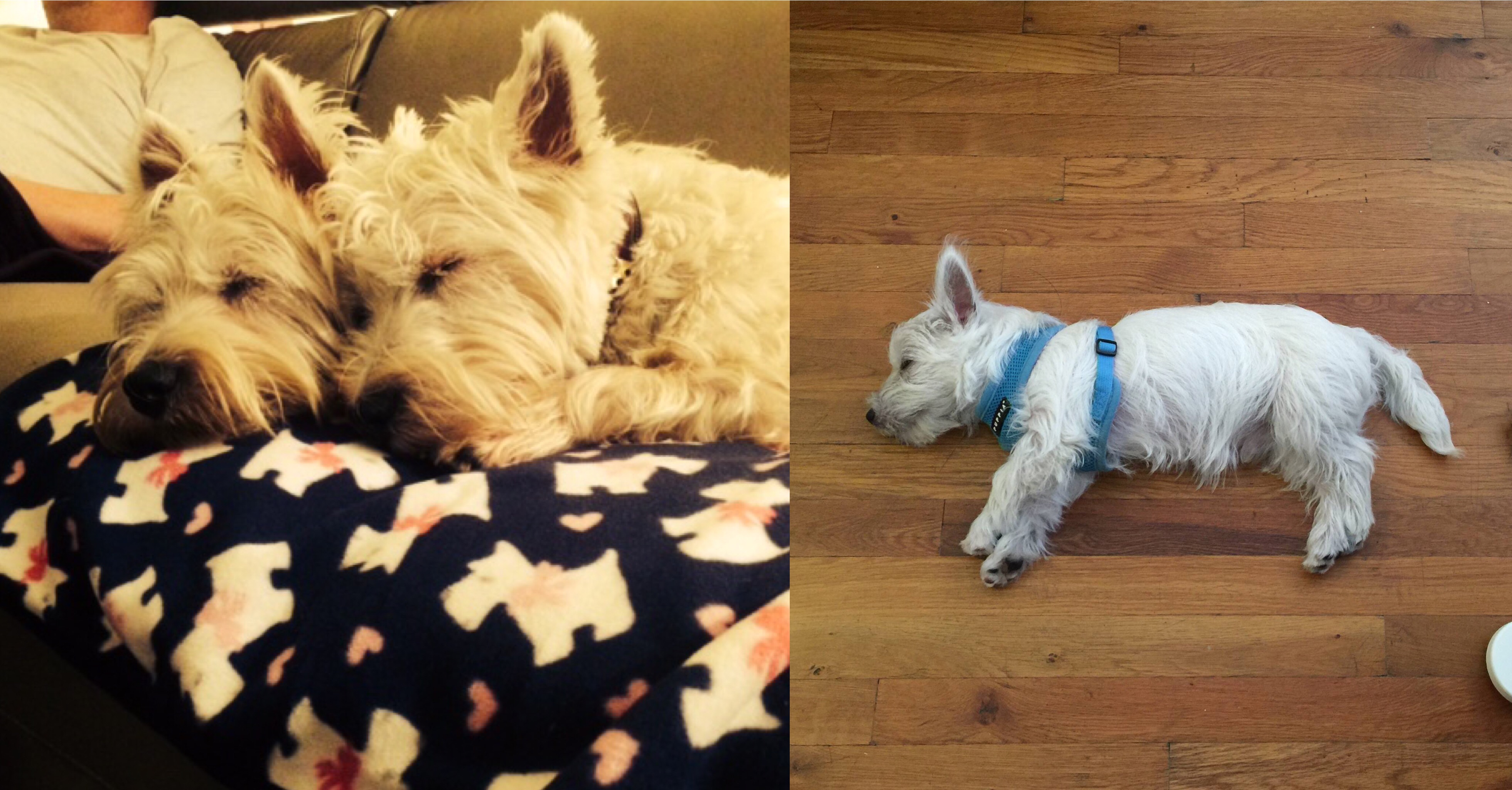 How Much Sleep Do Westies Need