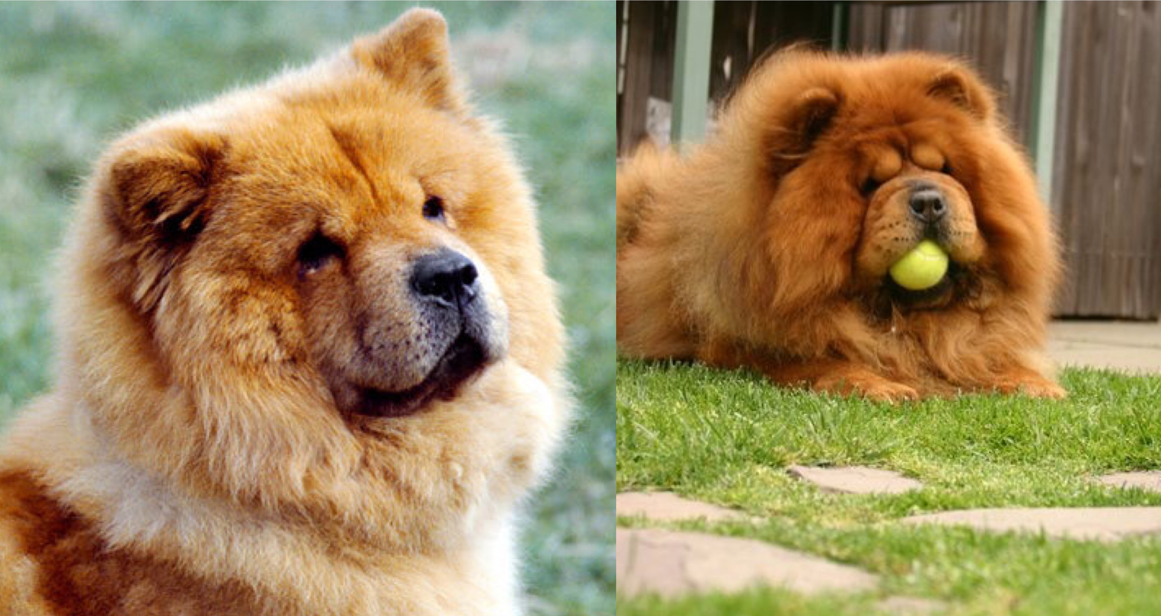 10 Things That Chow Chows Do When They Are Trying To Tell