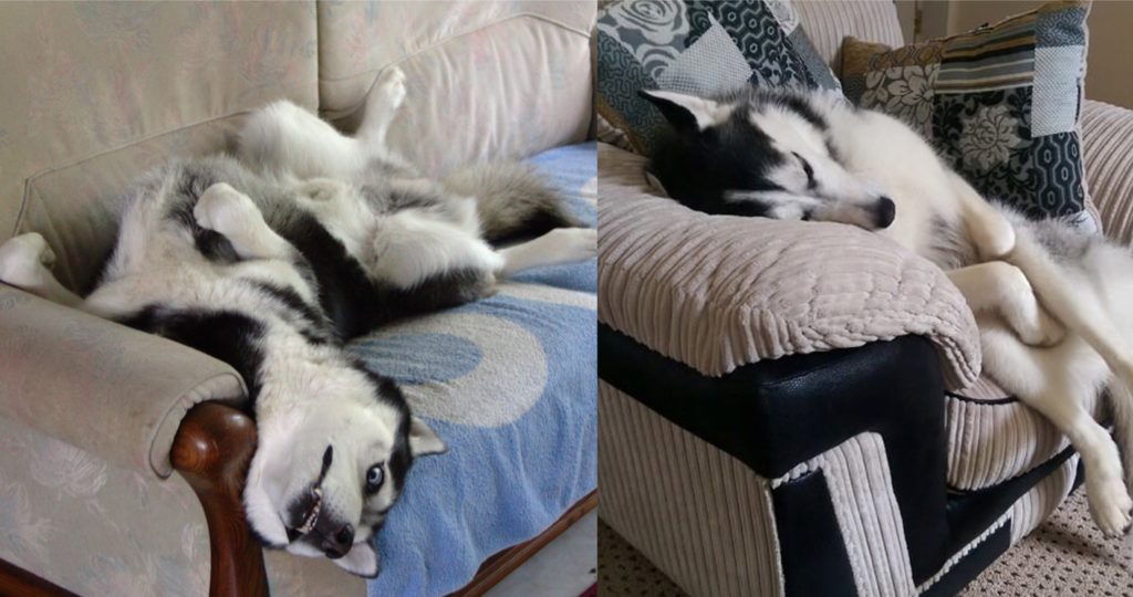 how much do huskies sleep