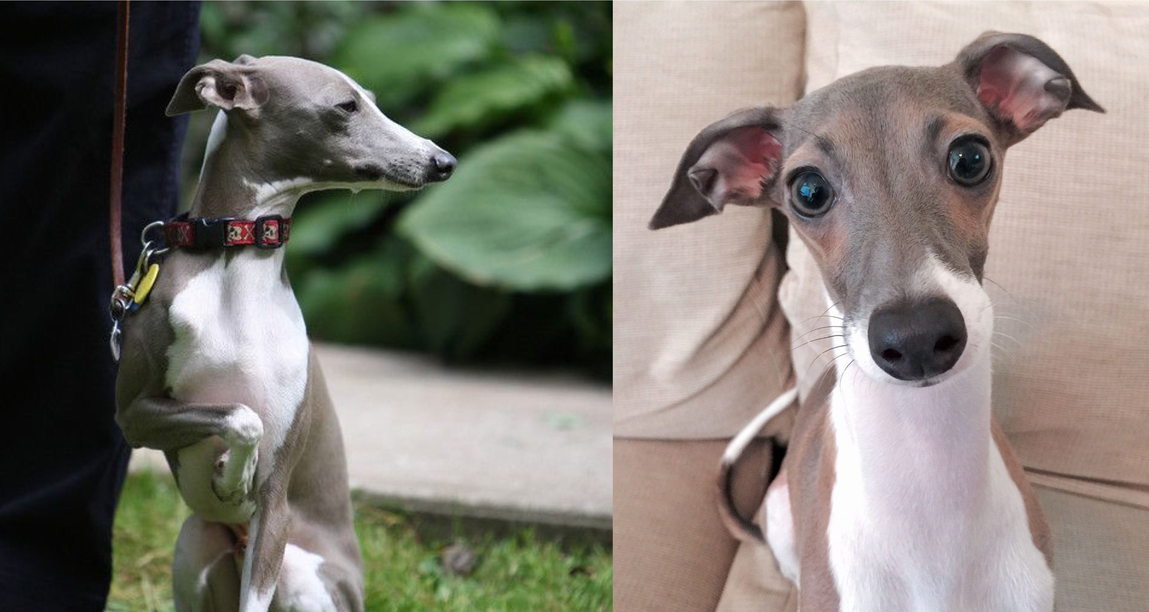 10 Things That Italian Greyhounds Do When They Are Trying To Tell You ...